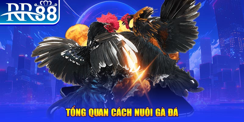 1234 player xổ số thứ ba