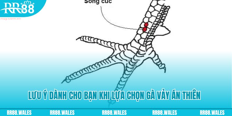 1234 player xổ số khánh hòa