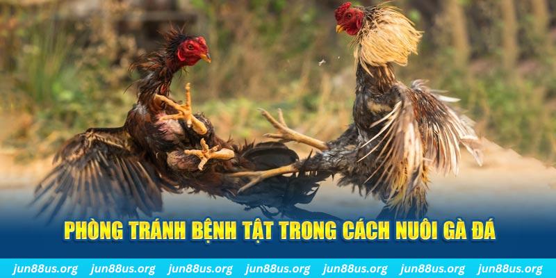 1234 player natural” trong baccarat nghĩa là gì？